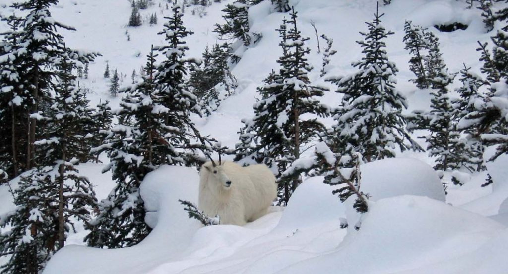 Snow Shoeing Canadian Rockies