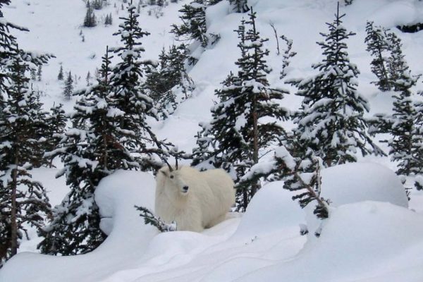 Snow Shoeing Canadian Rockies