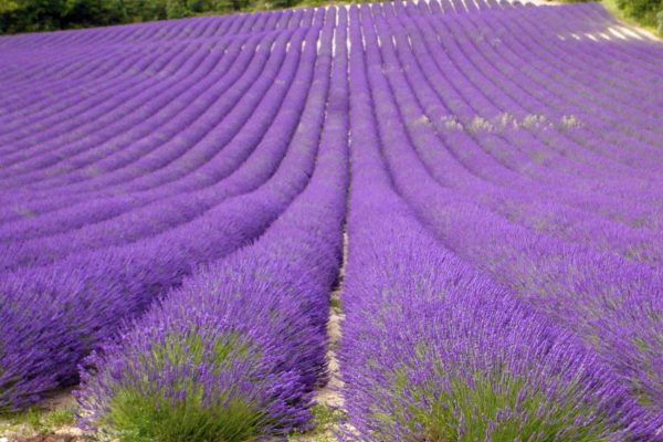 Provence Rock Climbing