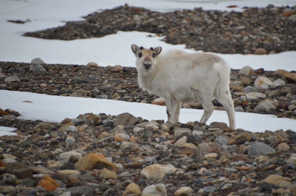 Svalbard046