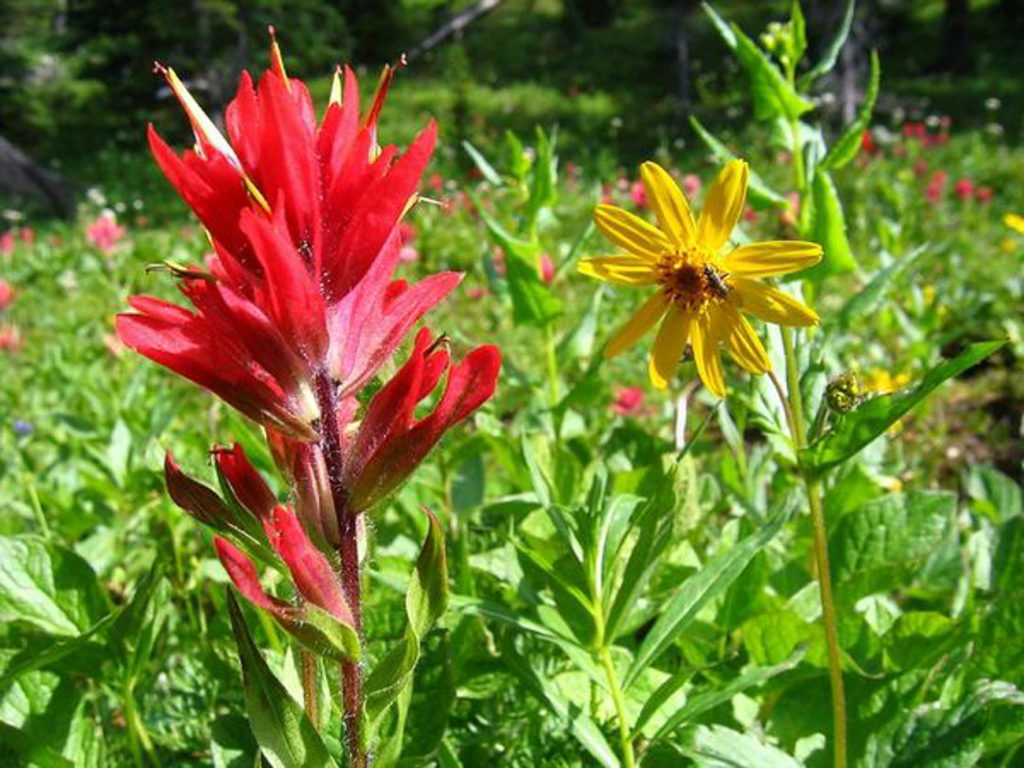 Canadian Rockies Backpacking