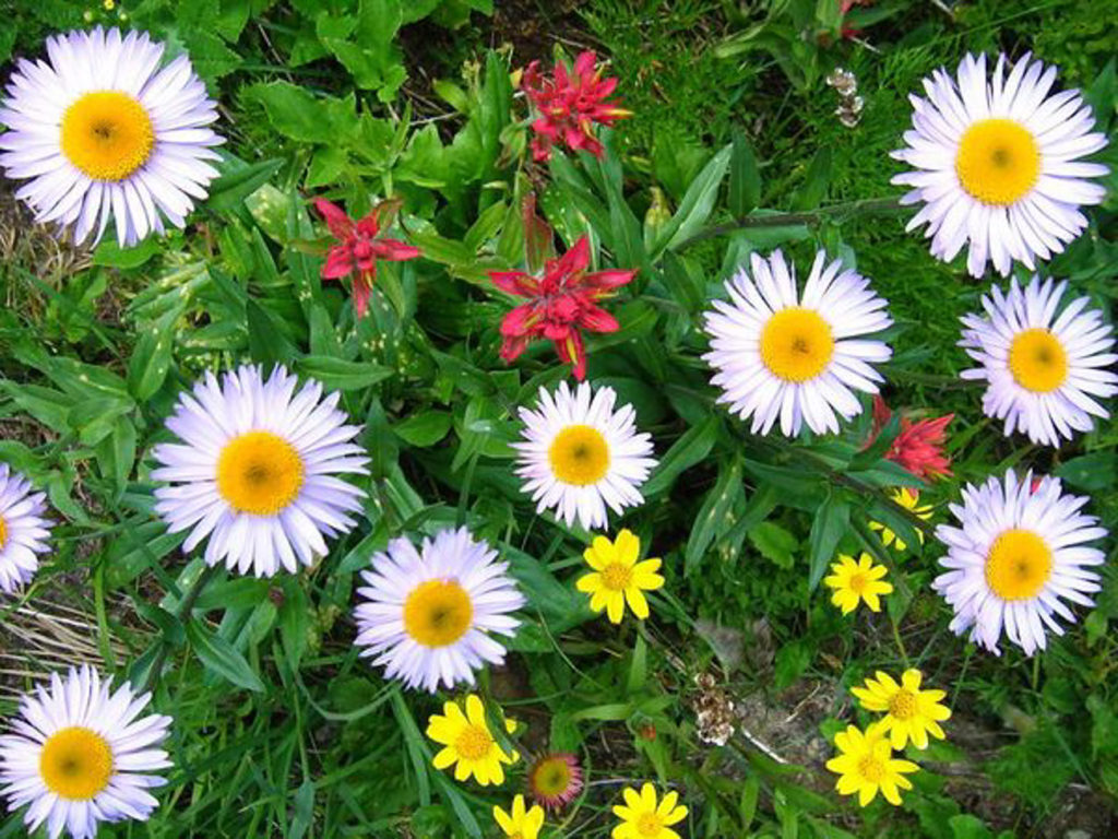 Canadian Rockies Backpacking
