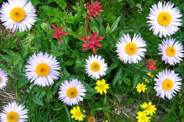 Canadian Rockies Backpacking