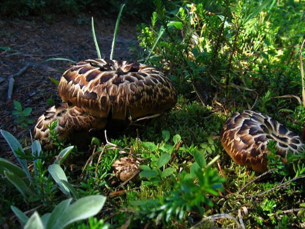 Canadian Rockies Backpacking